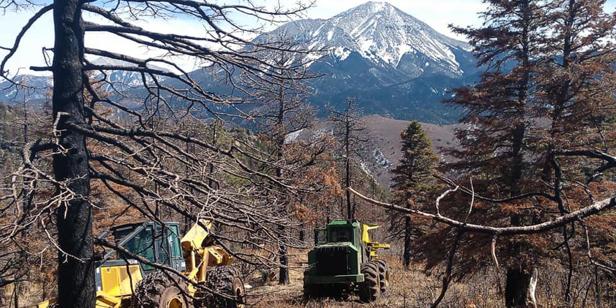 Wildfire mitigation work in progress along a forested mountainside